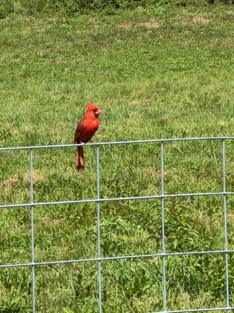 A cardinal on the pasture fence