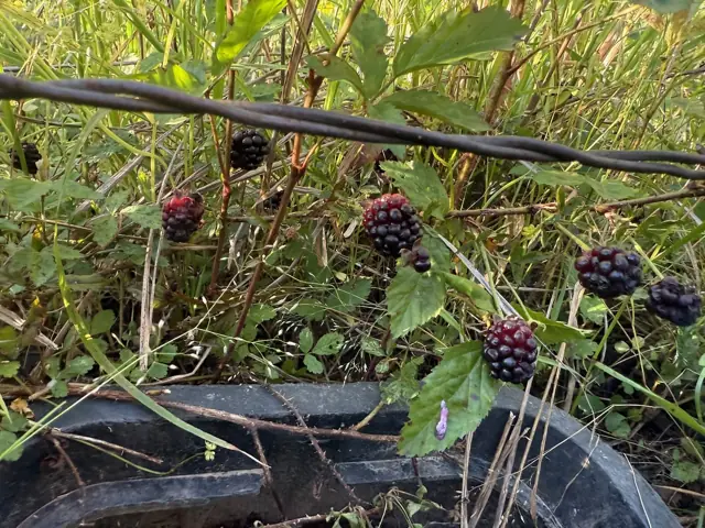 Wild blackberries along the fence