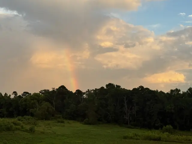 A rainbow over the woods