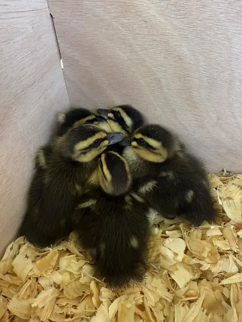 Ducklings in the brooder