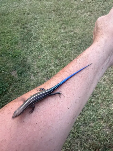 A blue-tailed skink