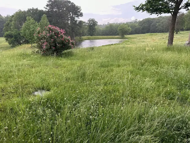 Rosebush by the smaller pond