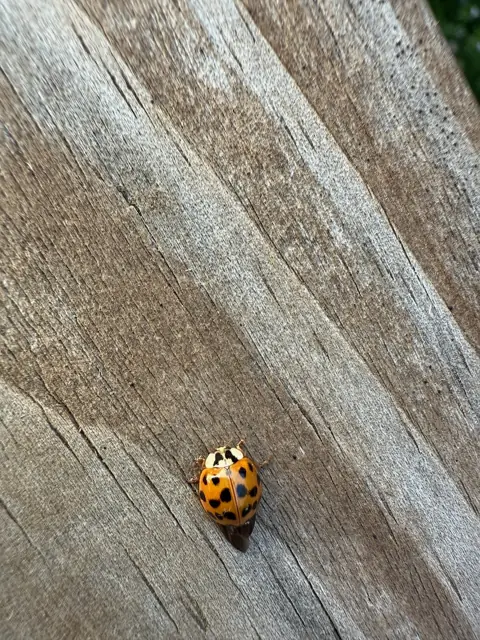 A ladybug on the picnic table