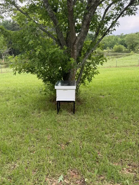 A single hive under a pasture tree