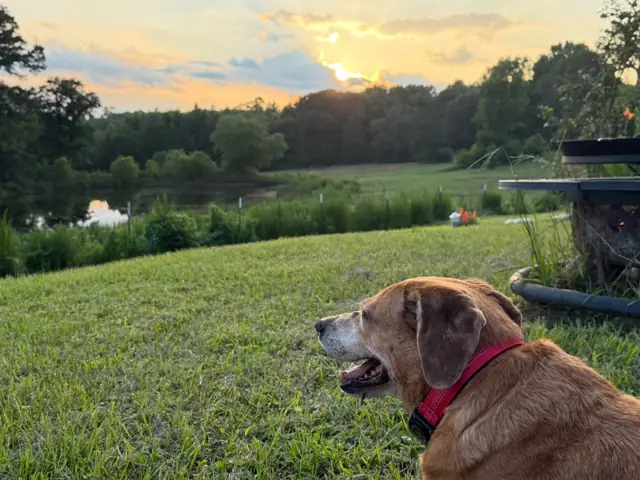 Keeping an eye on the smaller pond from the fire pit