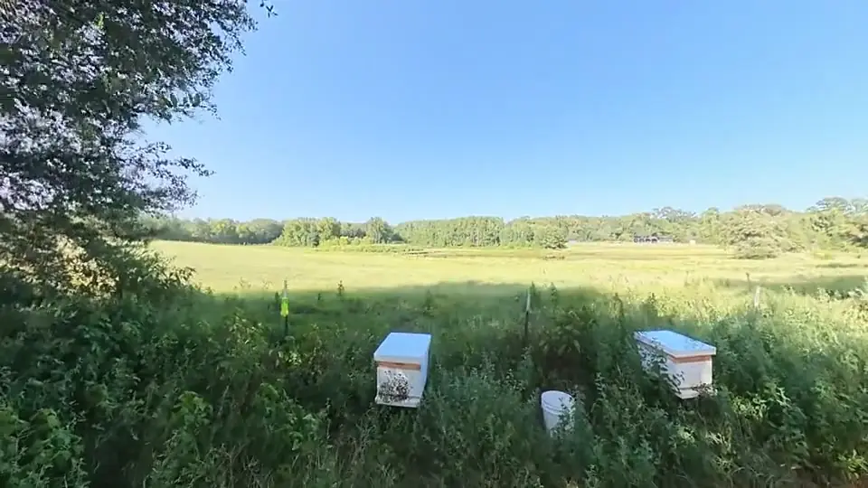 Two hives in tall summer grass at the edge of an open meadow